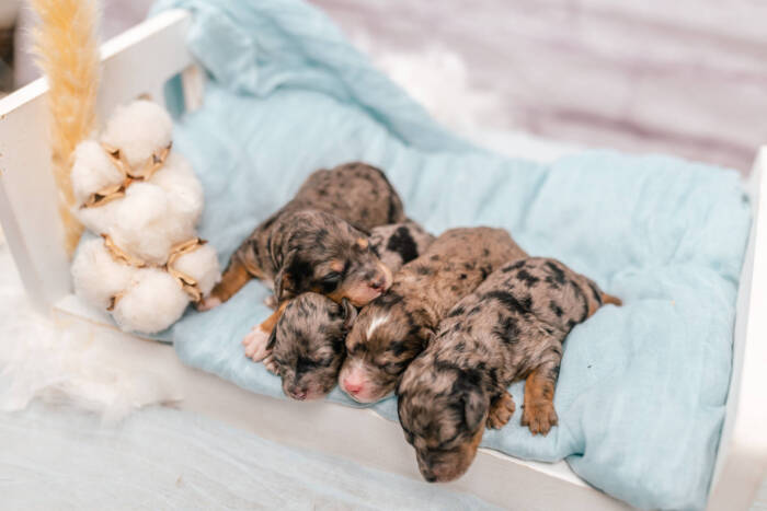 Mini F1b Litter September - Image 6