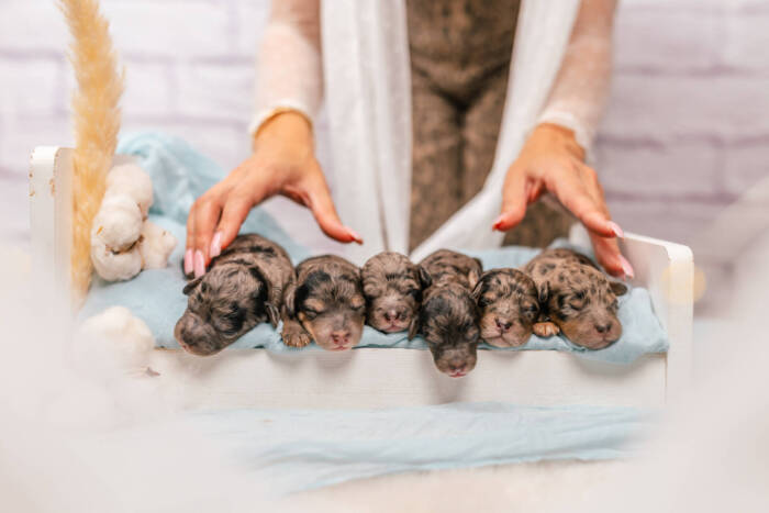 Mini F1b Litter September - Image 8