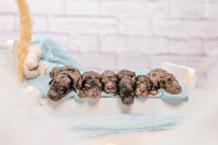 Mini F1b Litter September - Image 9