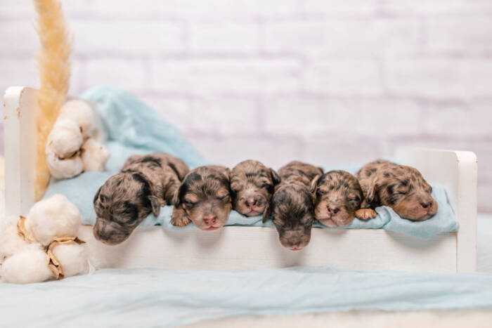 Mini F1b Litter September - Image 10