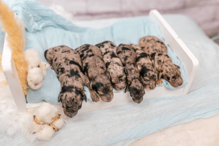 Mini F1b Litter September