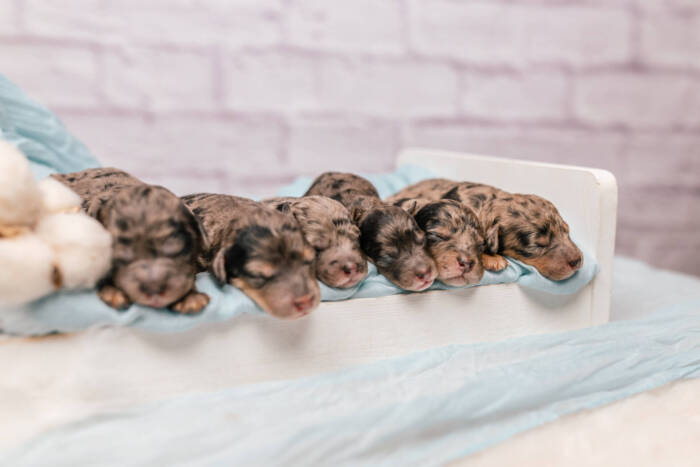Mini F1b Litter September - Image 12