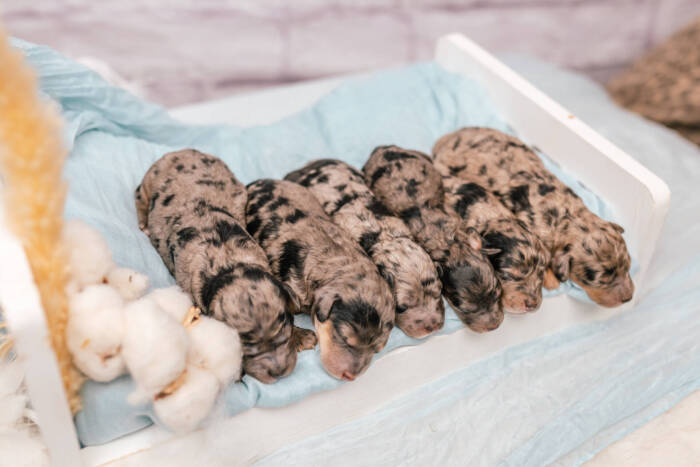 Mini F1b Litter September - Image 13