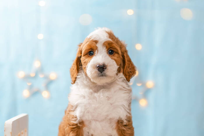 Vinnie - Mini F1b Boy - Image 3