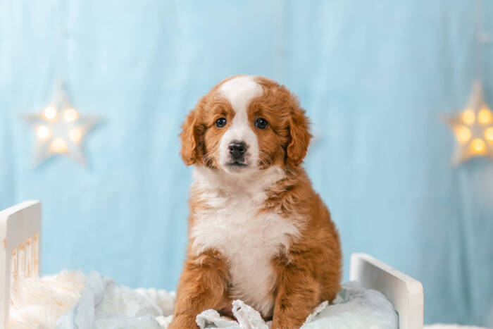 Honey - Mini F2 Girl Unfurnished