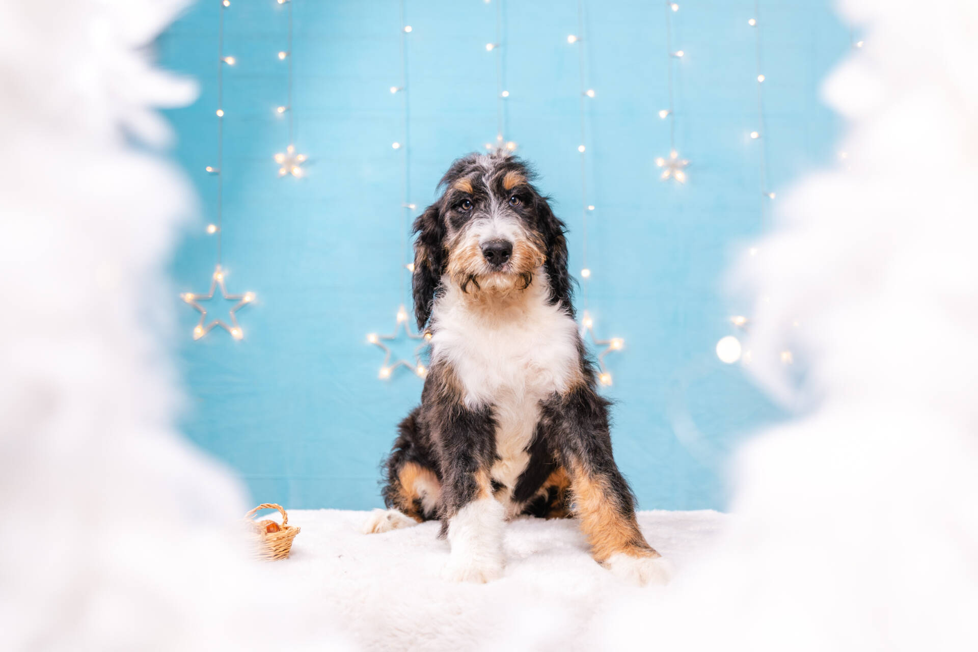 Chewie - Standard R F1b Boy - Image 2