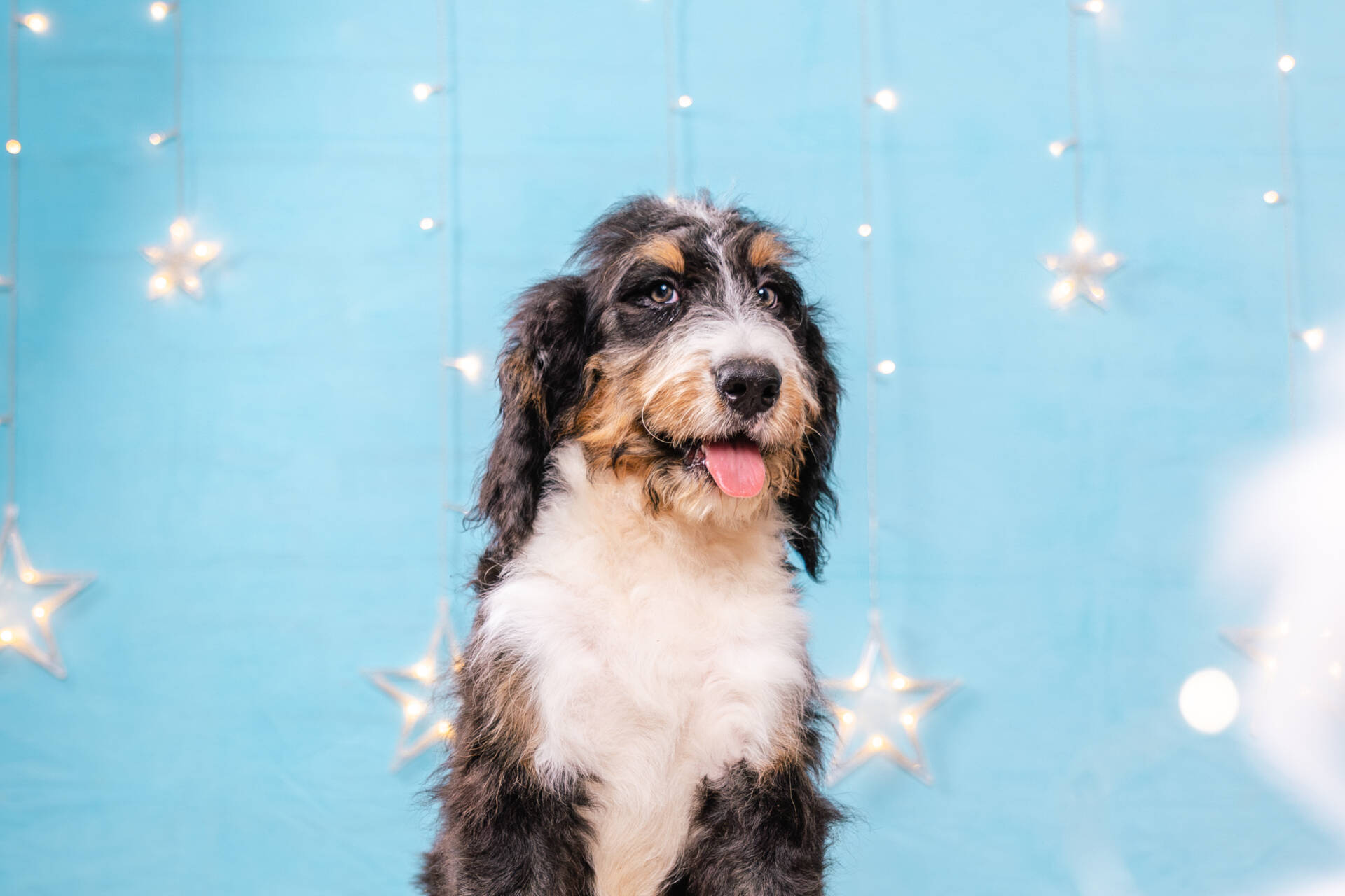 Chewie - Standard R F1b Boy