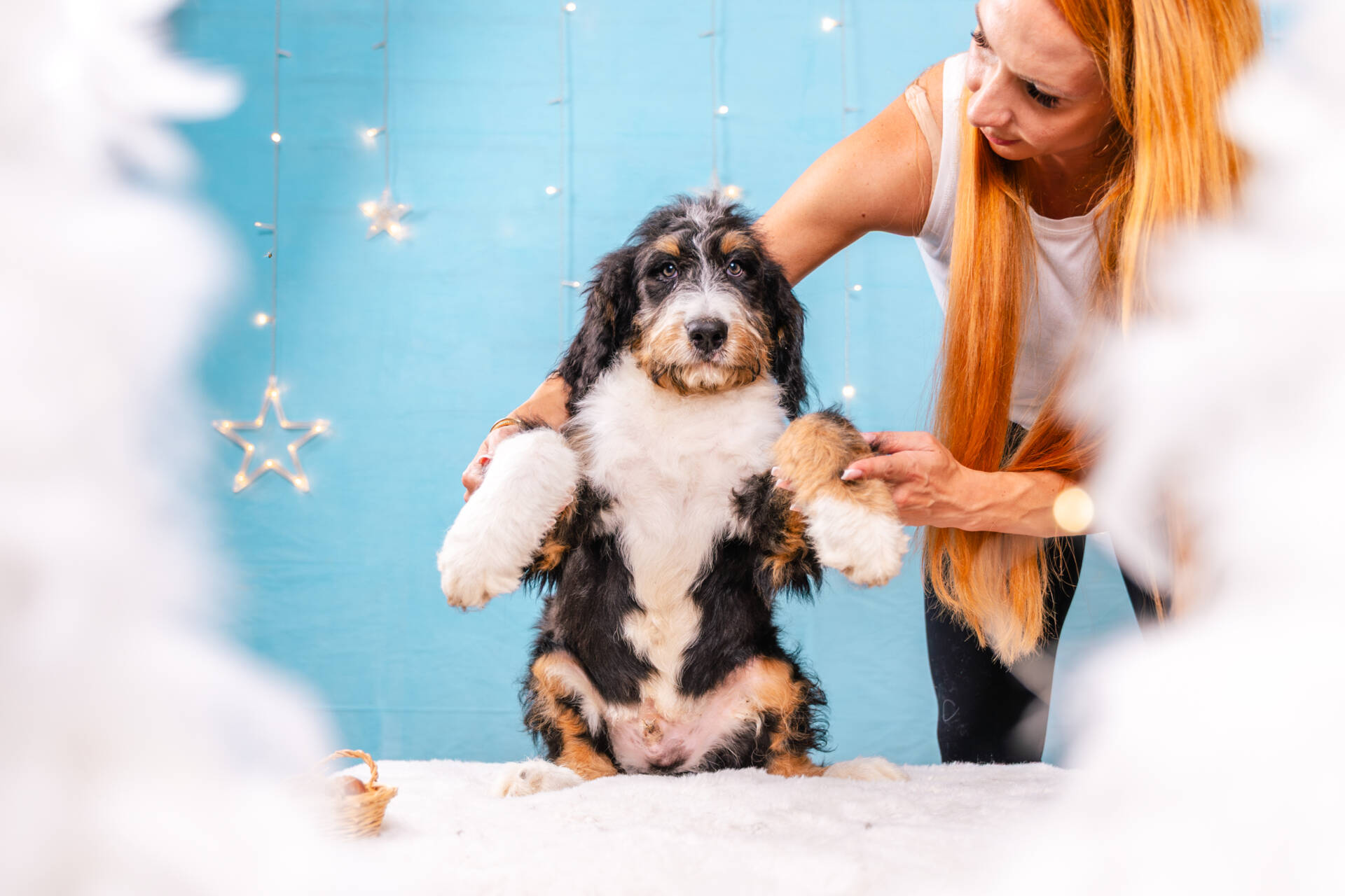 Chewie - Standard R F1b Boy - Image 4