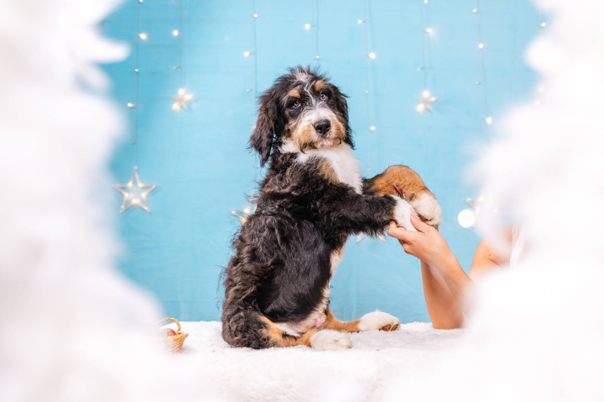 Chewie - Standard R F1b Boy - Image 5