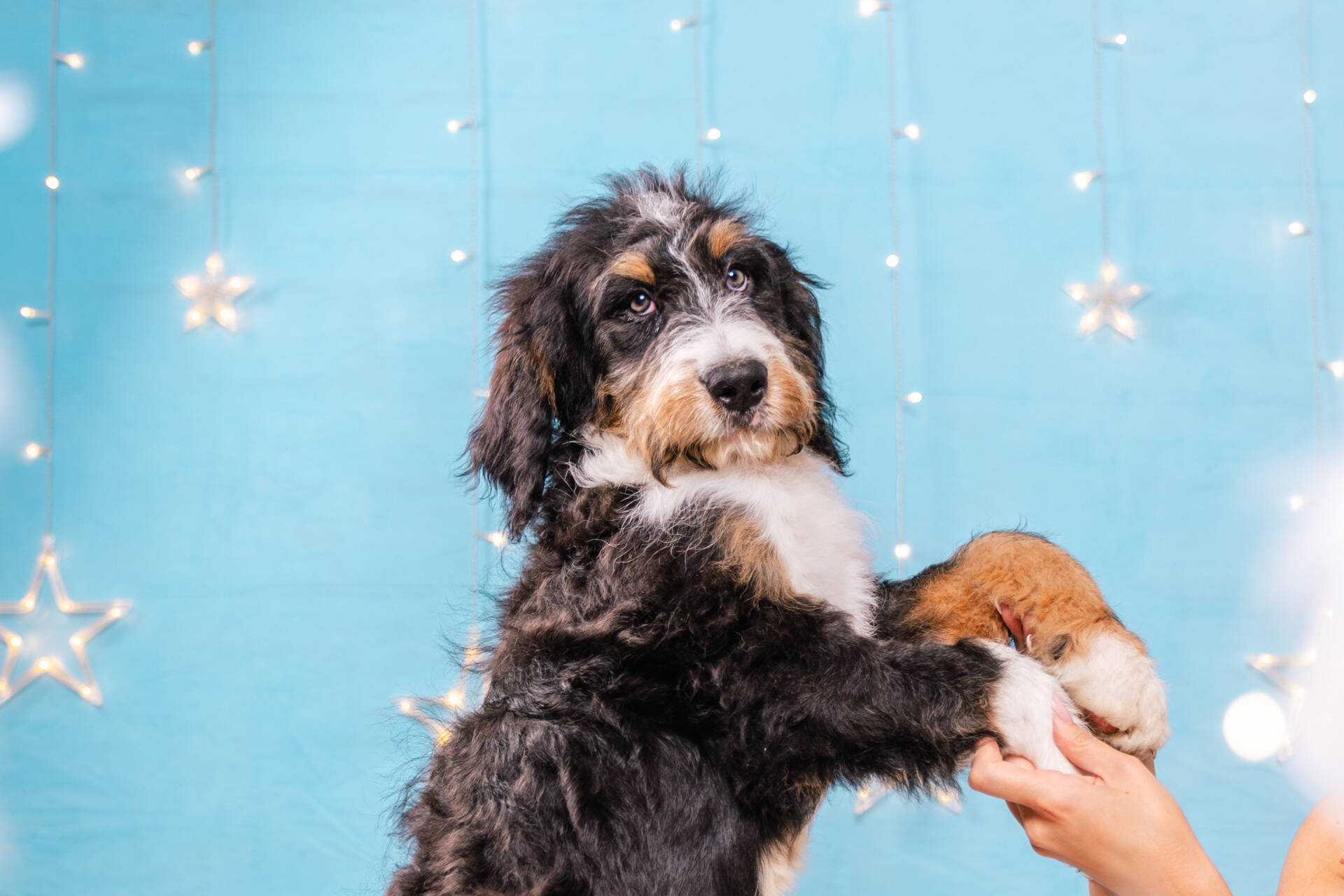 Chewie - Standard R F1b Boy - Image 6