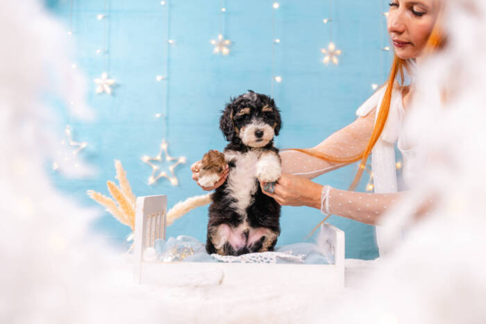 Dolittle - Mini F1b Boy - Image 2