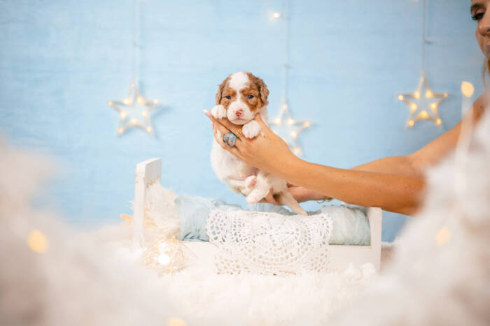 Dolly - Mini F2 Girl - Image 2