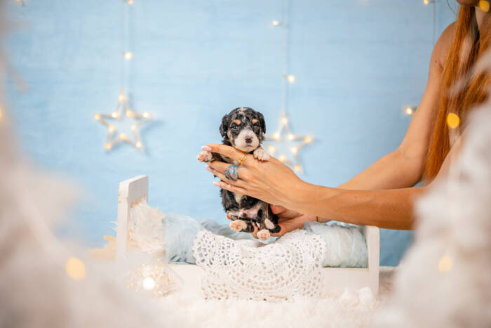 Dolittle - Mini F1b Boy - Image 2