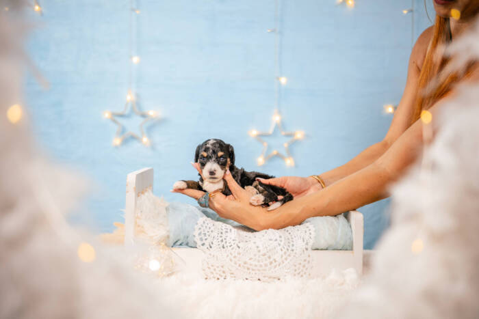 Dolittle - Mini F1b Boy - Image 4