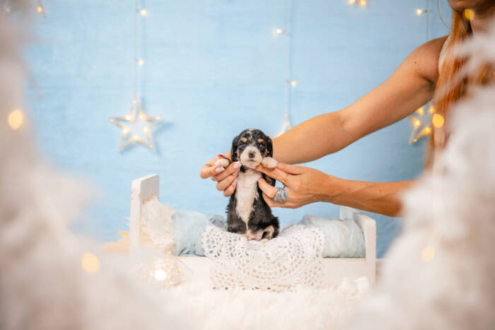 Dolittle - Mini F1b Boy - Image 5