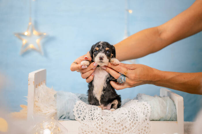 Dolittle - Mini F1b Boy