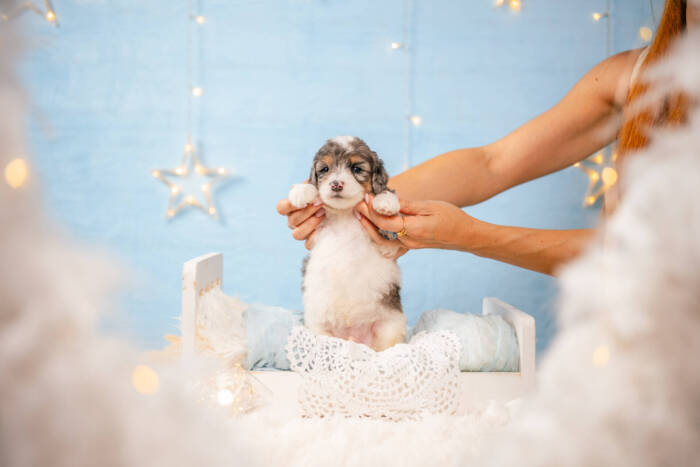 Donut - Mini F1b Boy - Image 4