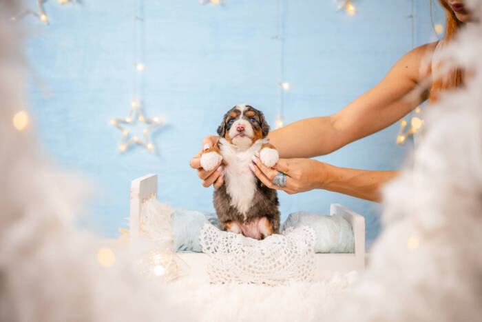 Denny - Mini F1b Boy - Image 4