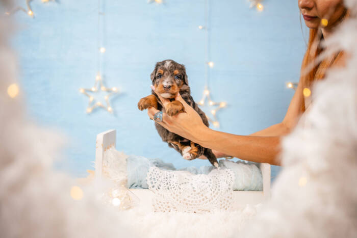 Dexter - Mini F1b Boy - Image 2