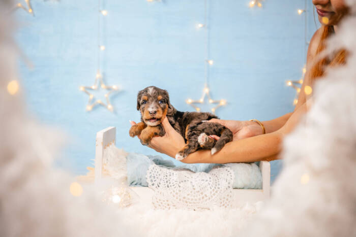 Dexter - Mini F1b Boy - Image 4