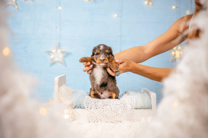 Dexter - Mini F1b Boy - Image 5