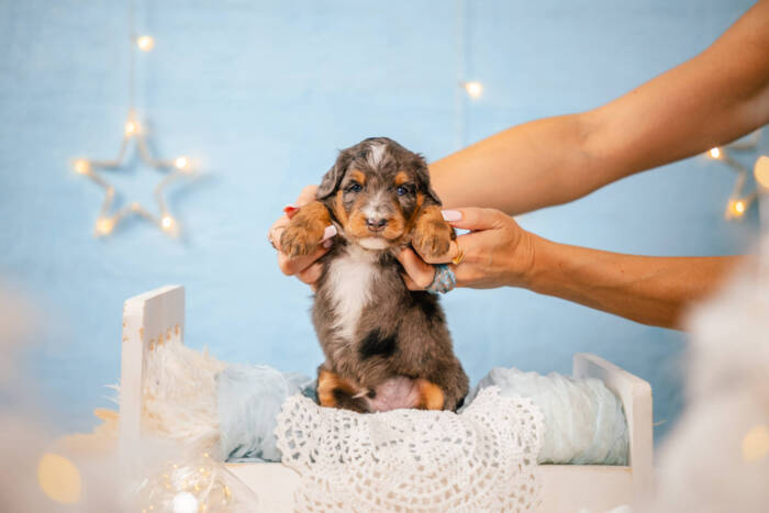 Dexter - Mini F1b Boy