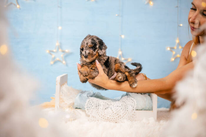Archie - Mini F1b Boy - Image 3
