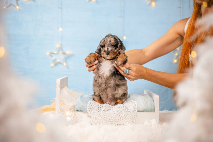 Archie - Mini F1b Boy - Image 4