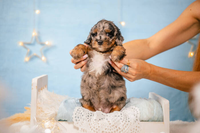 Archie - Mini F1b Boy