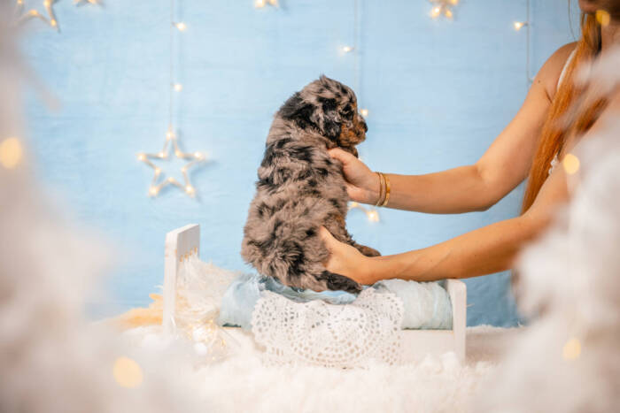 Archie - Mini F1b Boy - Image 6