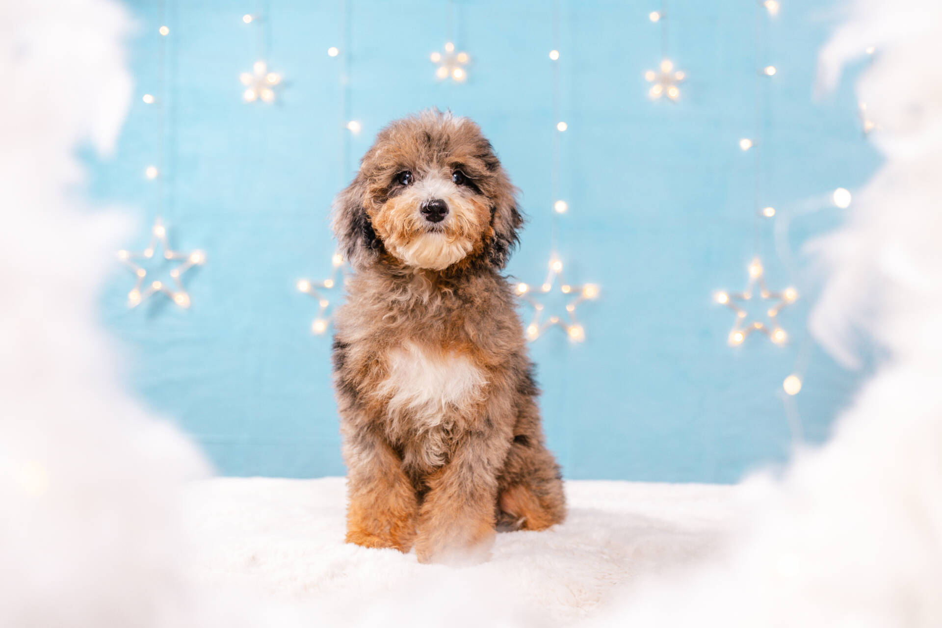 Aloha - Mini F1b Girl