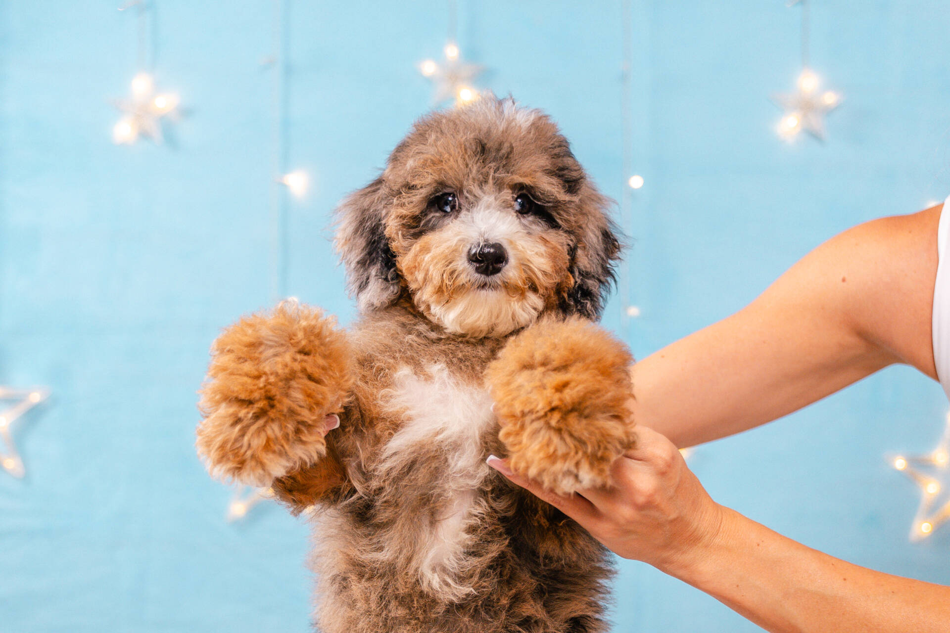 Aloha - Mini F1b Girl - Image 4