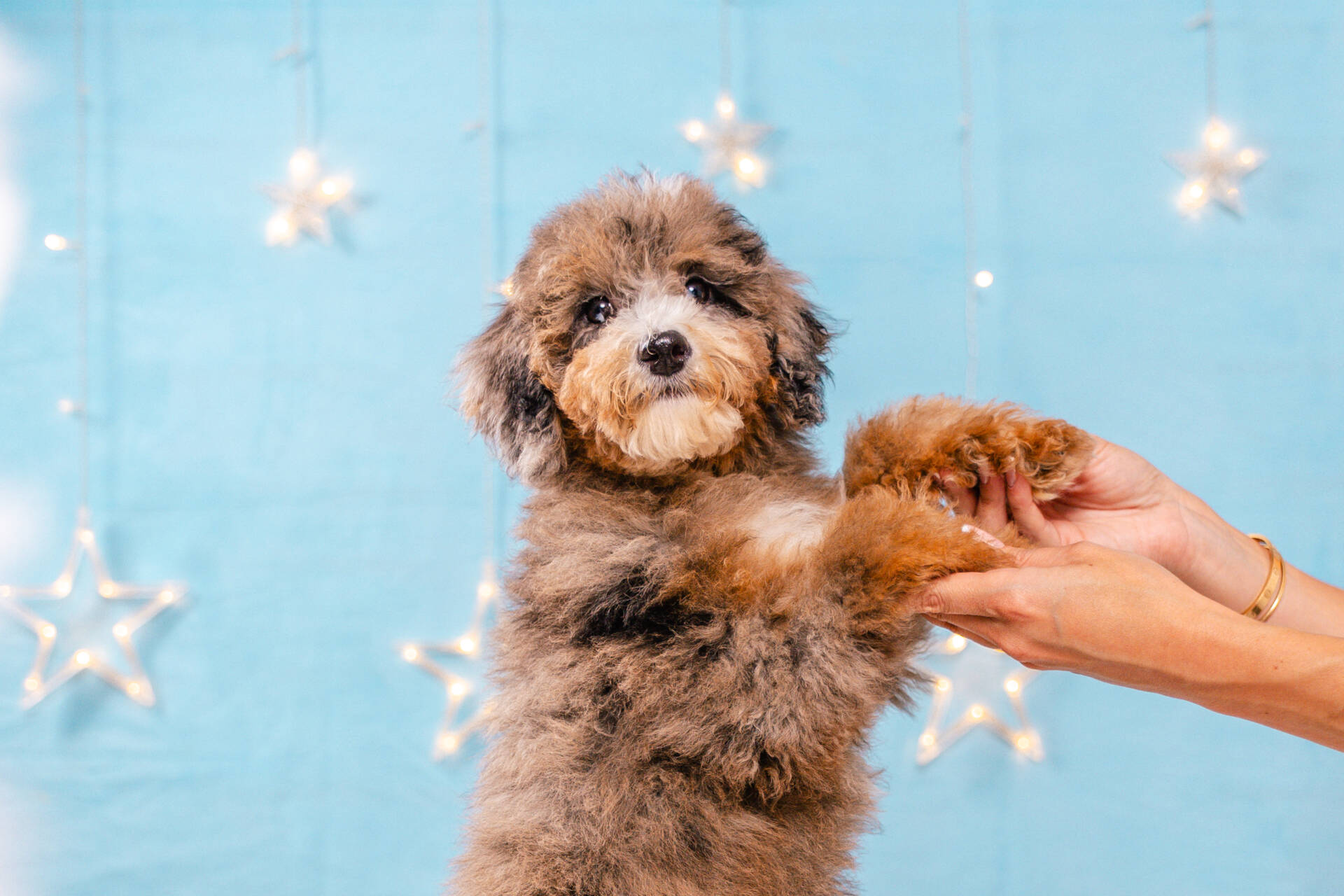 Aloha - Mini F1b Girl - Image 6