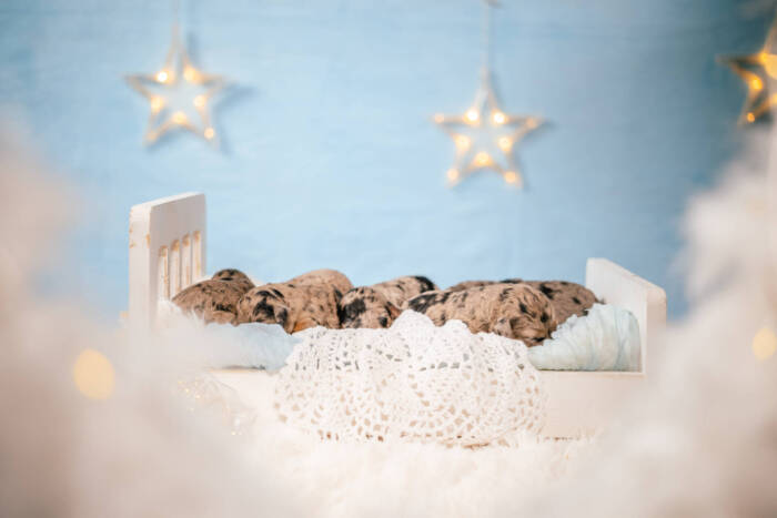 Micro October Boys Litter - Image 2