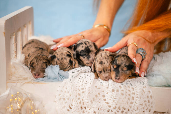 Micro October Boys Litter - Image 6