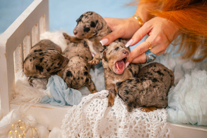 Micro October Boys Litter - Image 7