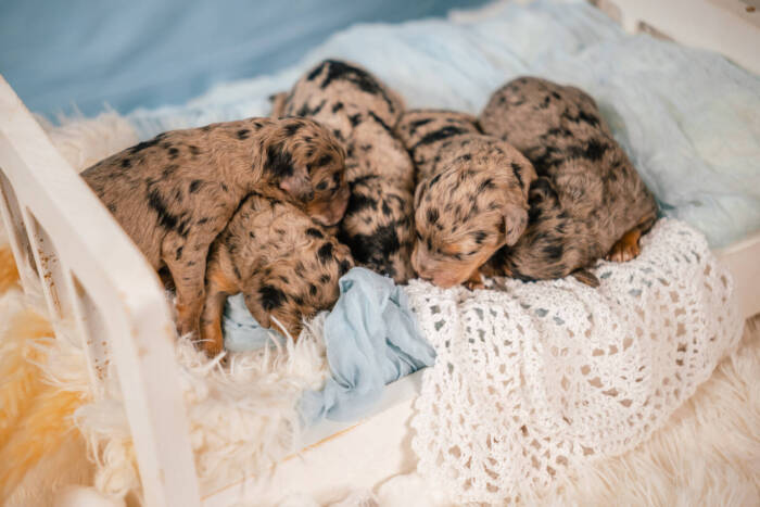 Micro October Boys Litter - Image 8