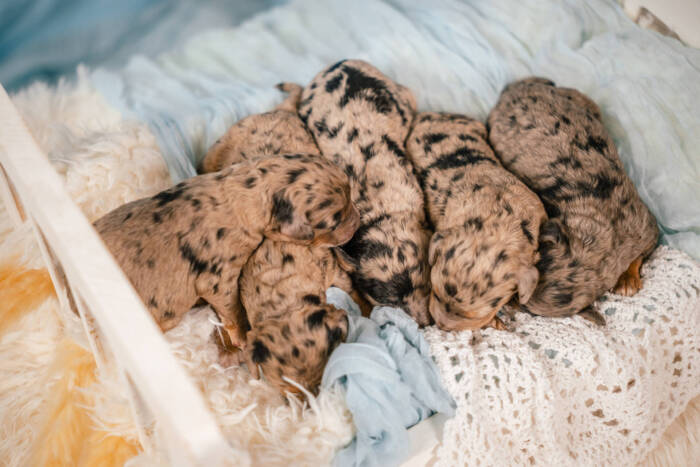 Micro October Boys Litter