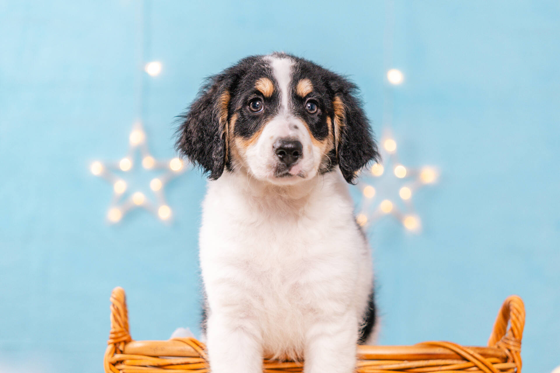 Flossie - Mini F2 Girl Unfurnished