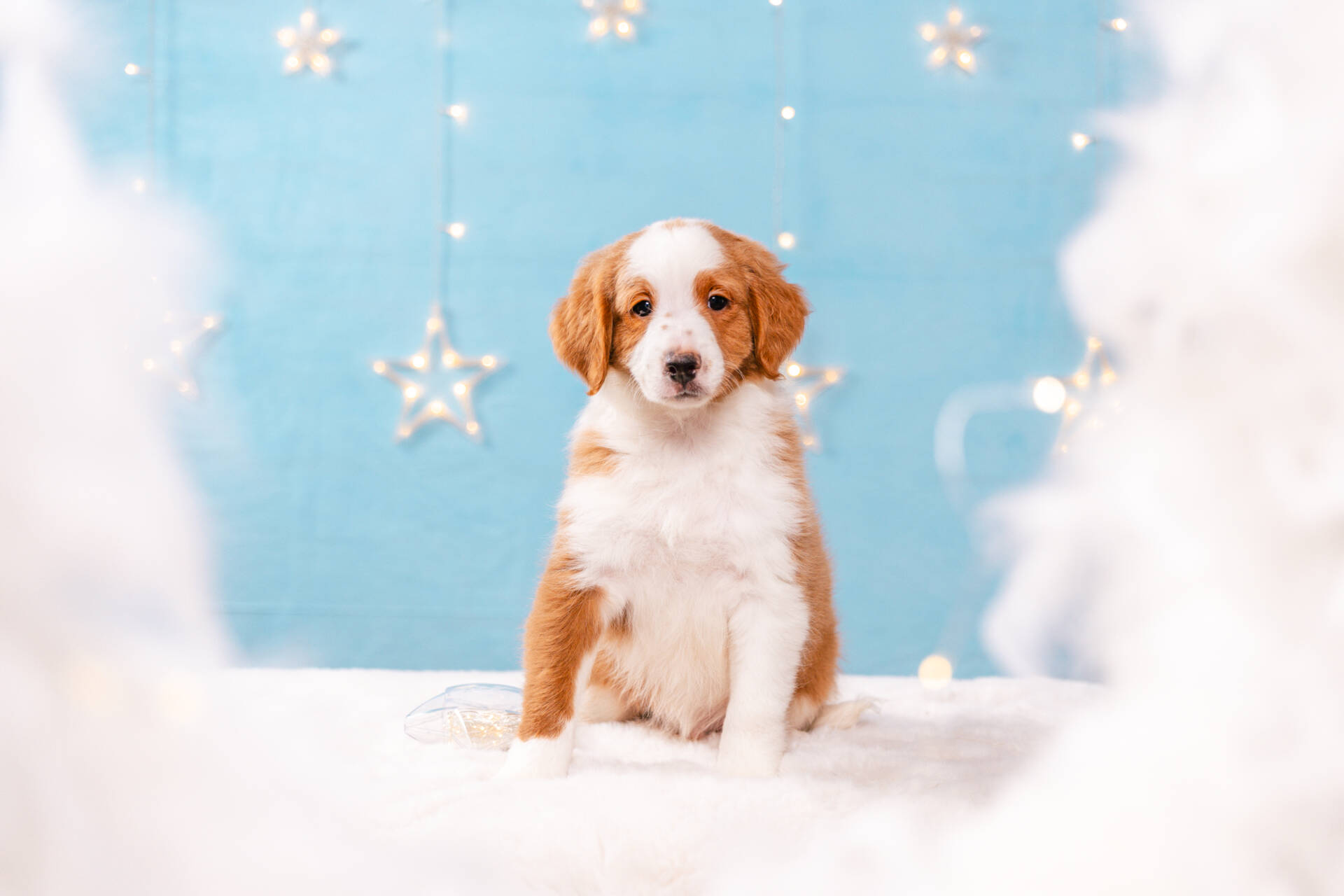 Flame - Mini F2 Boy Unfurnished - Image 2