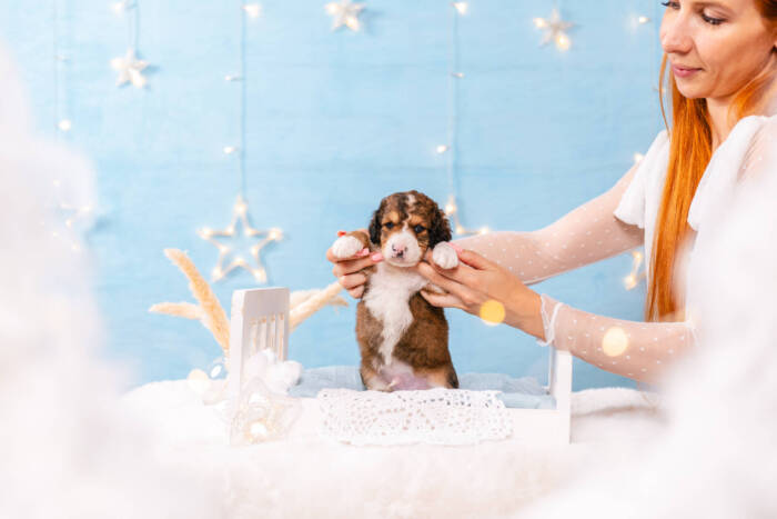 Fudge - Mini F2 Boy - Image 4