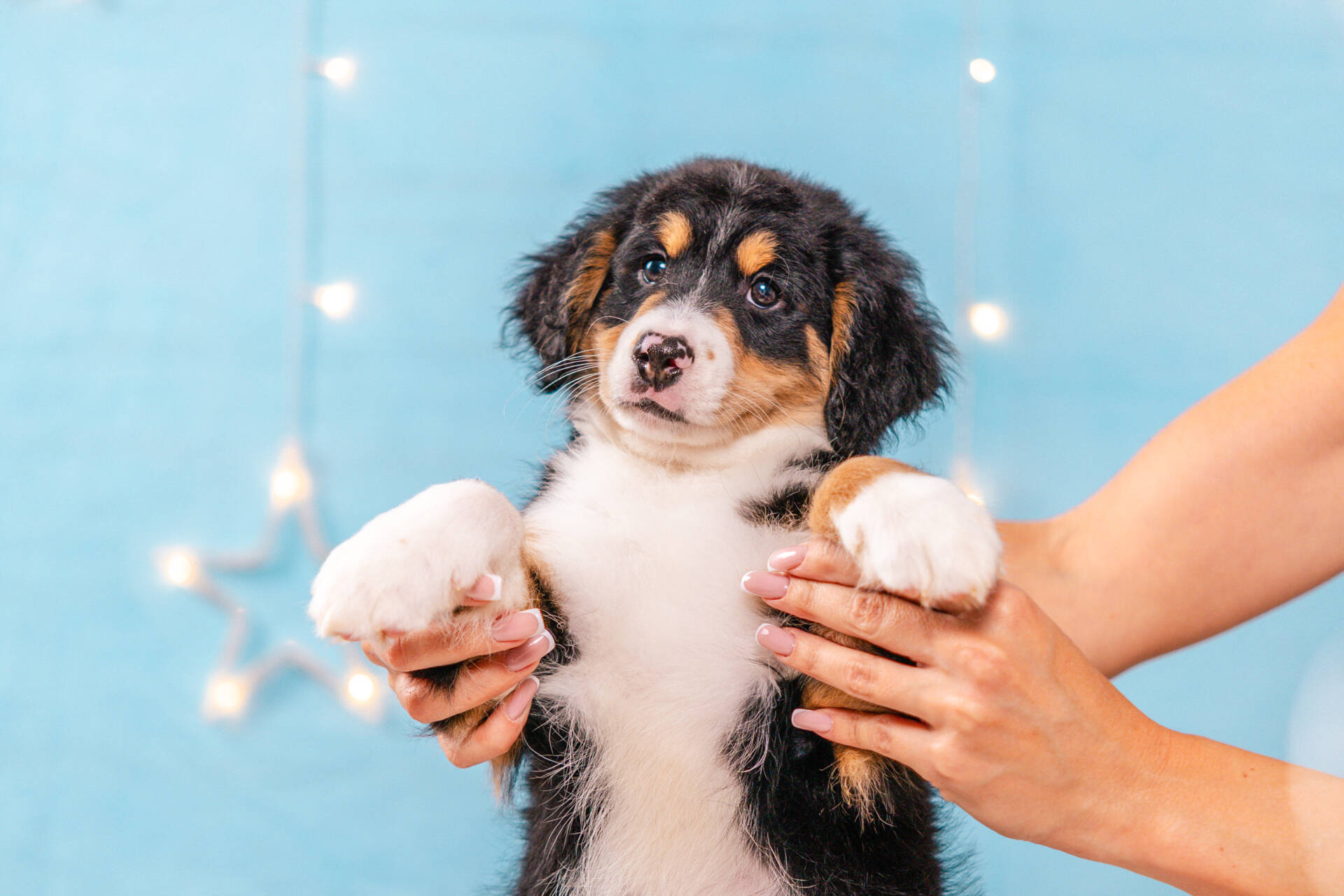 Frankie - Mini F2 Boy Unfurnished - Image 2