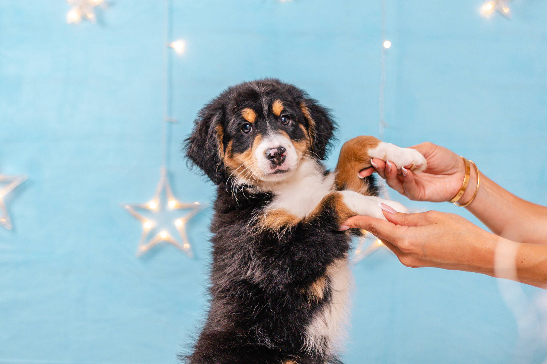 Frankie - Mini F2 Boy Unfurnished