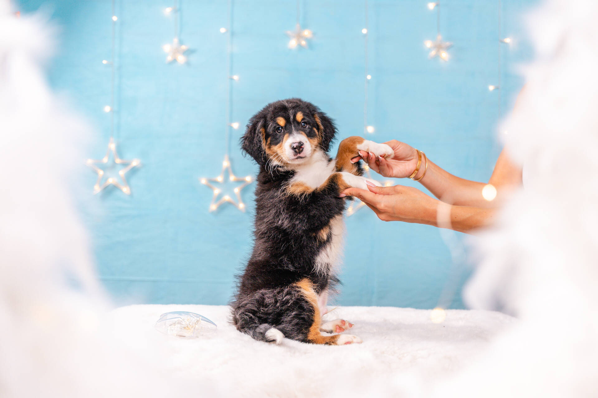 Frankie - Mini F2 Boy Unfurnished - Image 7