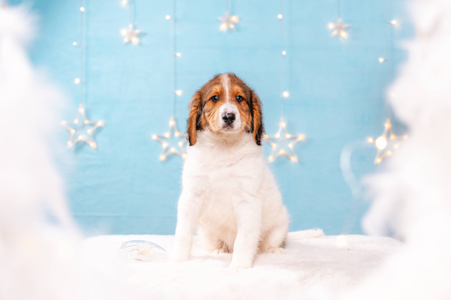 Falcon - Mini F2 Boy Unfurnished - Image 2