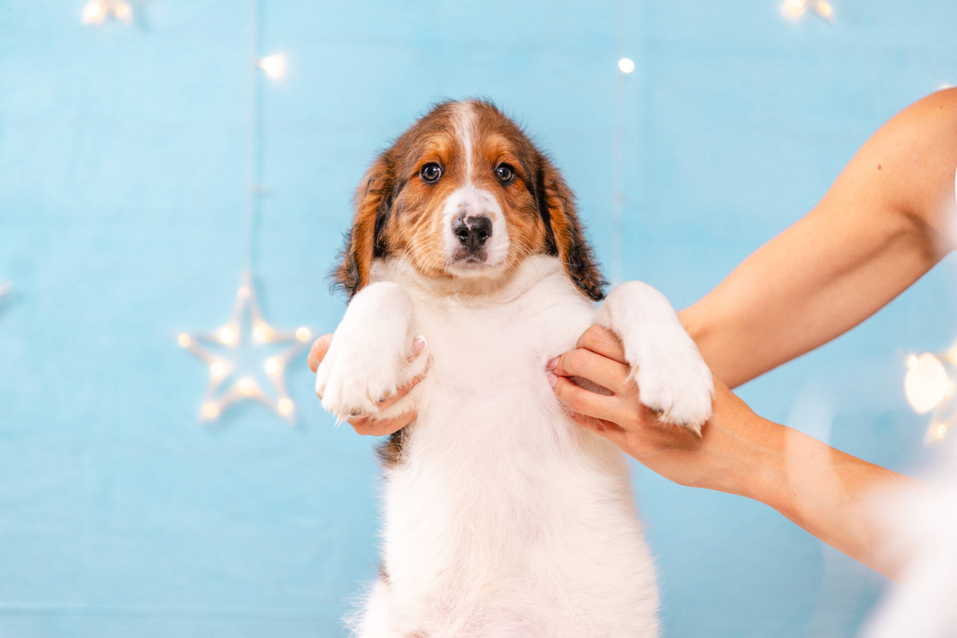 Falcon - Mini F2 Boy Unfurnished - Image 4