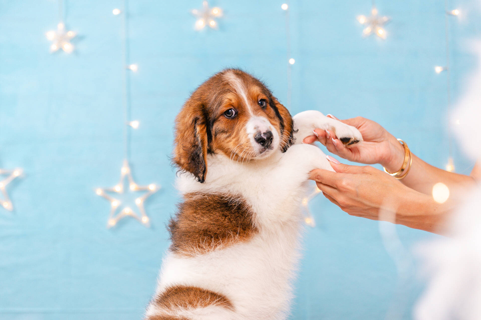 Falcon - Mini F2 Boy Unfurnished