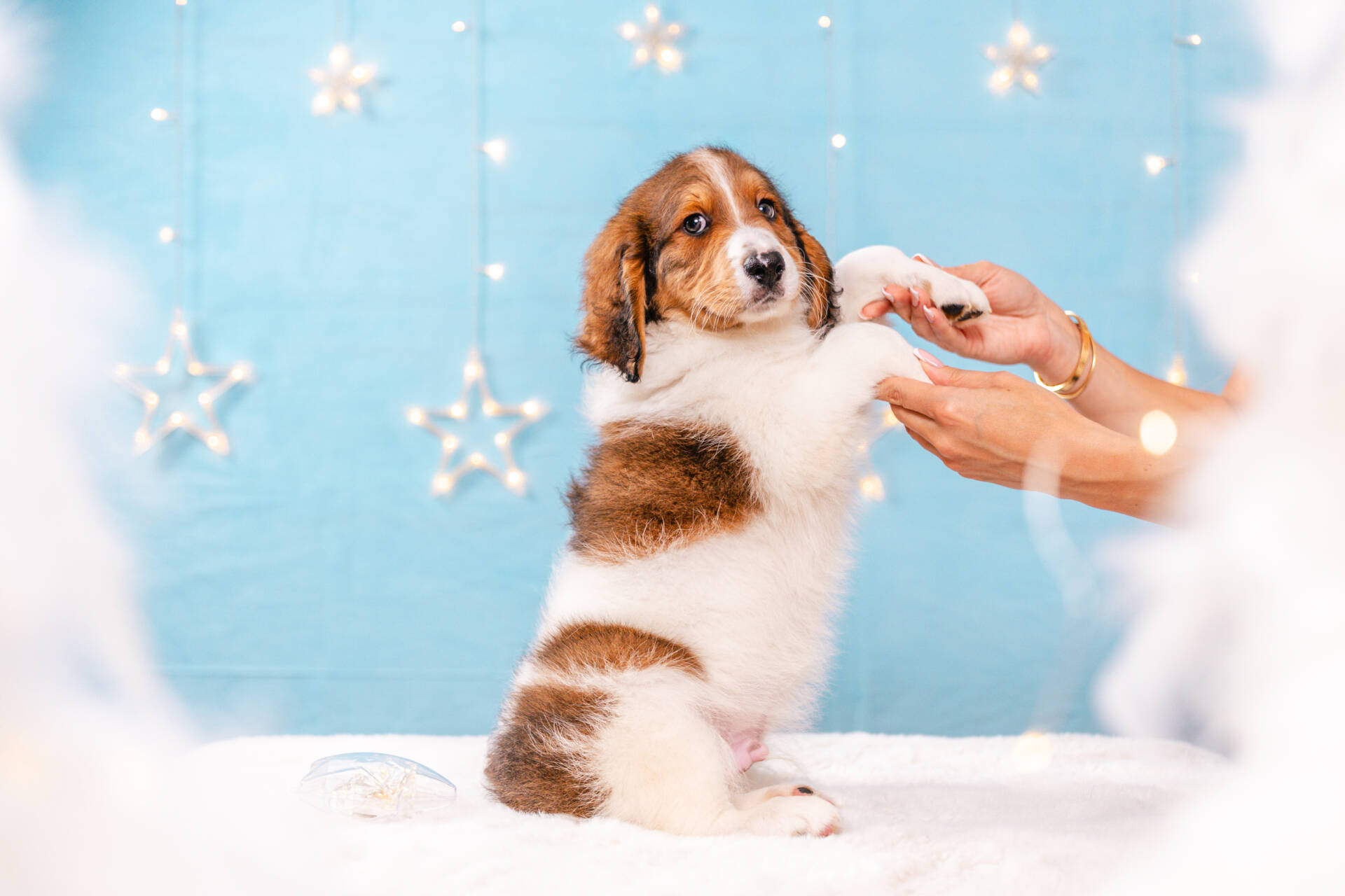 Falcon - Mini F2 Boy Unfurnished - Image 6