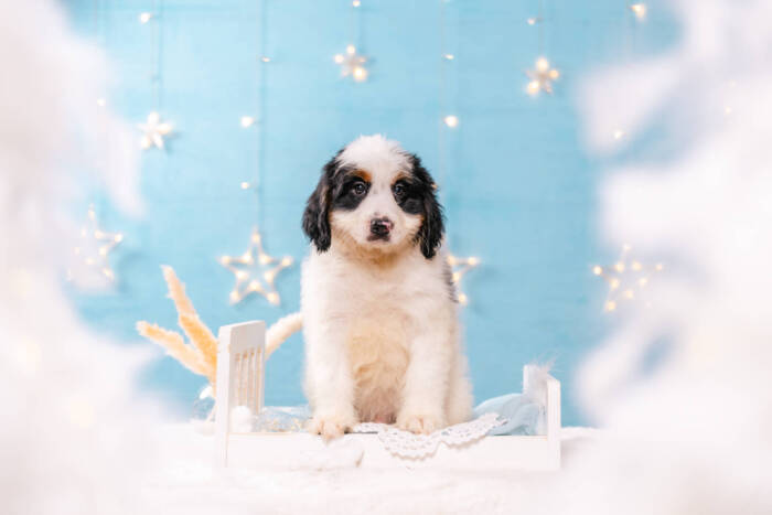 Everest - Mini F2 Boy Unfurnished - Image 2