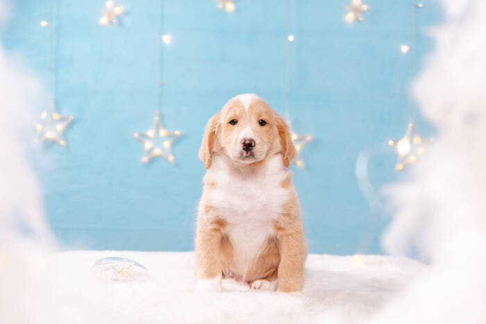 Frost - Mini F2 Boy Unfurnished - Image 2